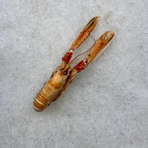 Bild på Havskräftor